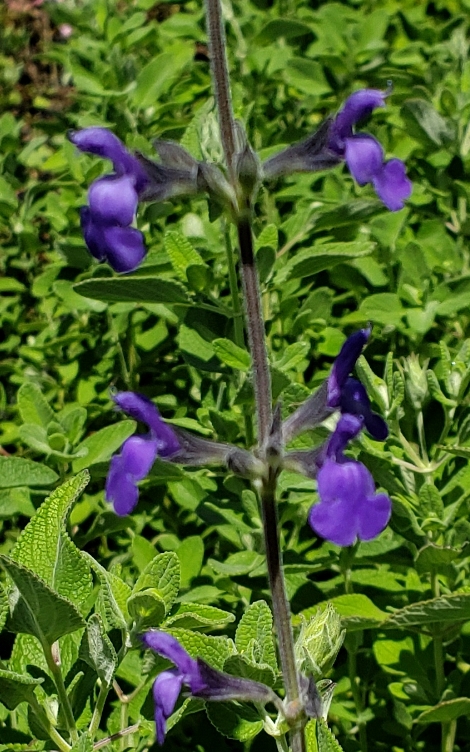 Marine Blue Salvia, Germander Sage, Salvia 'Marine Blue', S. chamaedryoides 'Marine Blue')